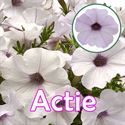 Afbeelding van Petunia P12 "Actie" Ew Silver